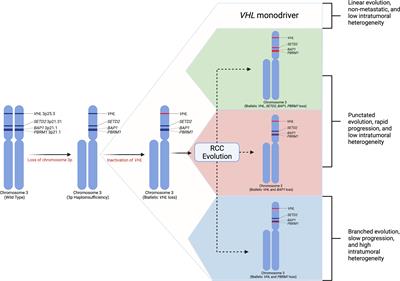 Models of Renal Cell Carcinoma Used to Investigate Molecular Mechanisms and Develop New Therapeutics